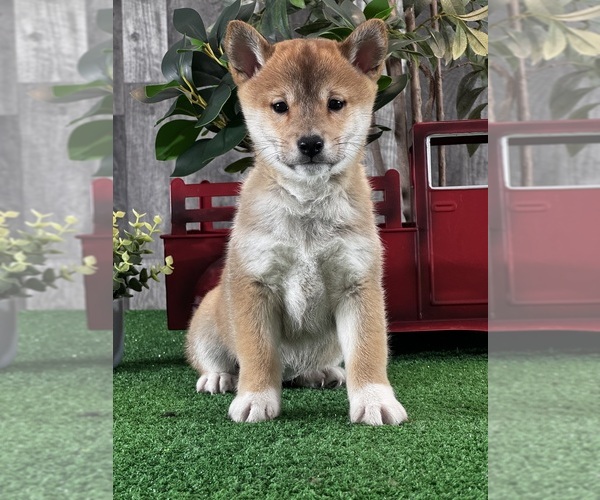 Medium Photo #5 Shiba Inu Puppy For Sale in CANOGA, NY, USA