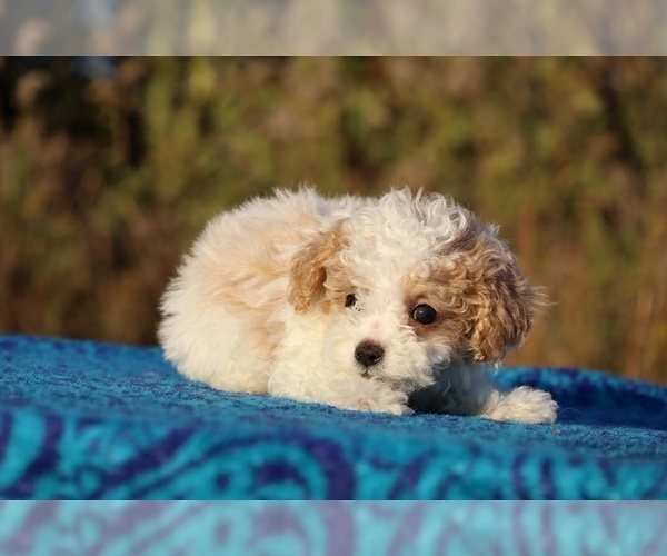 Medium Photo #18 Goldendoodle (Miniature) Puppy For Sale in DYERSBURG, TN, USA
