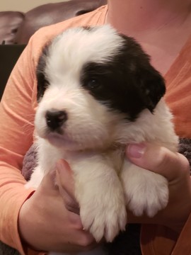 Medium Photo #2 Newfoundland Puppy For Sale in ALSEN, SD, USA