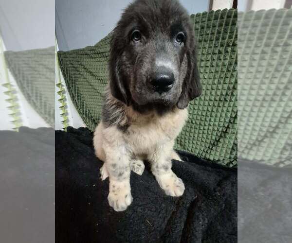 Medium Photo #30 Newfoundland Puppy For Sale in AURORA, IN, USA