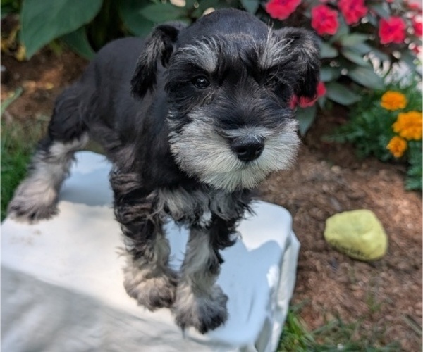 Medium Photo #35 Schnauzer (Miniature) Puppy For Sale in GOSHEN, IN, USA