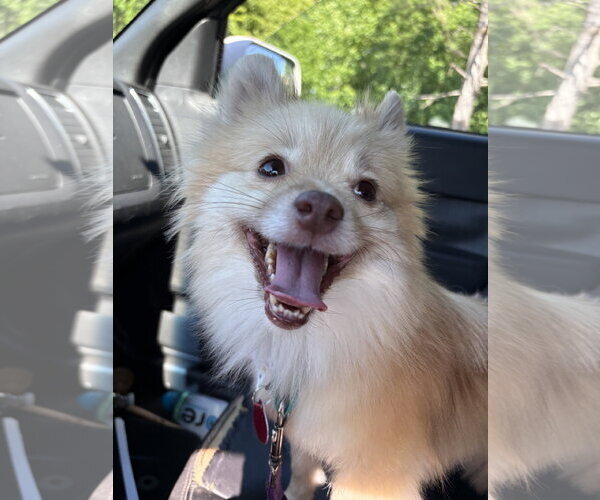 Medium Photo #3 Pomeranian Puppy For Sale in Arlington, VA, USA
