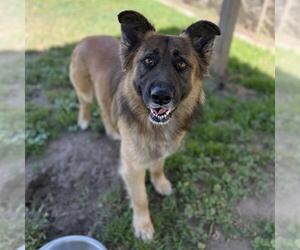 German Shepherd Dog-Unknown Mix Dogs for adoption in Modesto, CA, USA