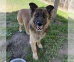 Small German Shepherd Dog Mix