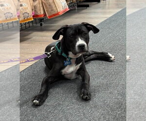 Johnny - Male Boxador Dog for Adoption - Photo #12