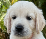 Small Photo #2 English Cream Golden Retriever Puppy For Sale in PORT SAINT LUCIE, FL, USA