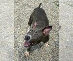 Small #1 Mutt