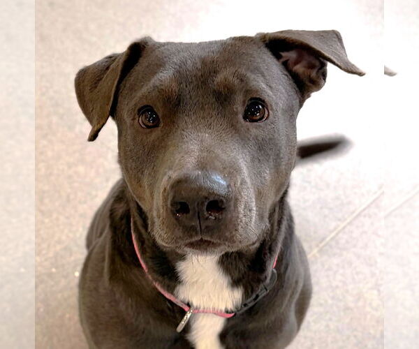 Medium Photo #2 Labrador Retriever-Unknown Mix Puppy For Sale in Jefferson, WI, USA