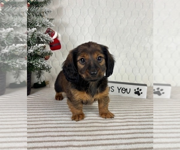 Medium Photo #2 Dachshund Puppy For Sale in GREENFIELD, IN, USA