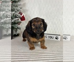 Small #1 Dachshund