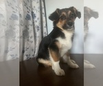 Small #4 Aussie-Corgi