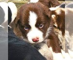 Small #2 Australian Shepherd