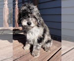 Small Photo #2 Bernedoodle (Miniature) Puppy For Sale in UNIONVILLE, IA, USA