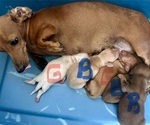Small Photo #1 Dachshund Puppy For Sale in STEINHATCHEE, FL, USA
