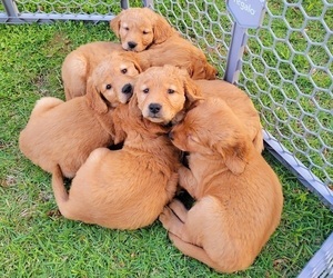 Golden Retriever Litter for sale in CARBONDALE, IL, USA