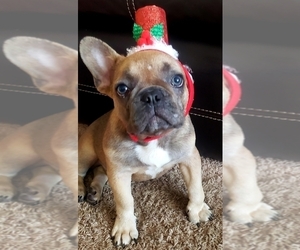 French Bulldog Puppy for sale in TAMPA, FL, USA