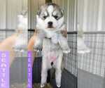 Small Photo #3 Pomsky Puppy For Sale in MIAMI, OK, USA