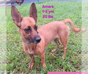 Chihuahua-Unknown Mix Dogs for adoption in Virginia Beach, VA, USA