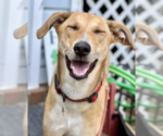 Small Photo #18 Labrador Retriever-Saluki Mix Puppy For Sale in Washington, DC, USA