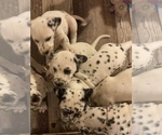 Small Photo #9 Dalmatian Puppy For Sale in MEM, TN, USA