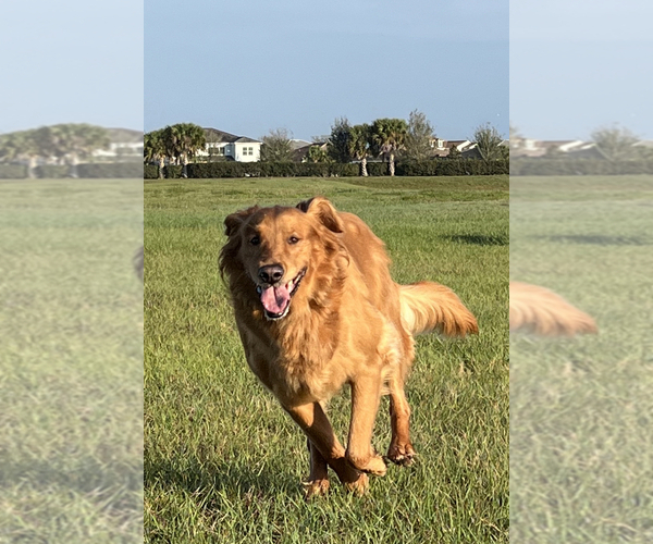 Medium Photo #15 Goldendoodle Puppy For Sale in LAKEWOOD RANCH, FL, USA