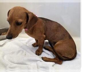 Dachshund Dogs for adoption in Los Angeles, CA, USA