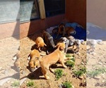 Small Photo #11 Border-Aussie Puppy For Sale in LOS LUNAS, NM, USA