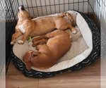 Small Photo #3 Basset Hound-Boxer Mix Puppy For Sale in Des Moines, IA, USA