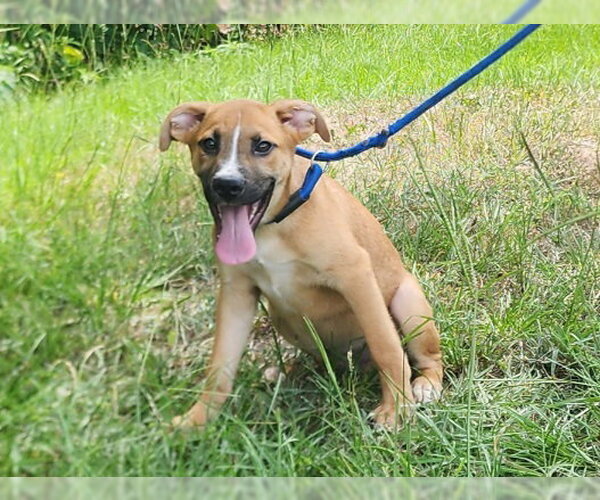 Medium Photo #2 Labrador Retriever-Unknown Mix Puppy For Sale in Wetumpka, AL, USA