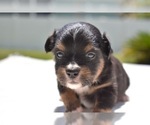 Small Photo #8 Miniature Australian Shepherd Puppy For Sale in PALM COAST, FL, USA