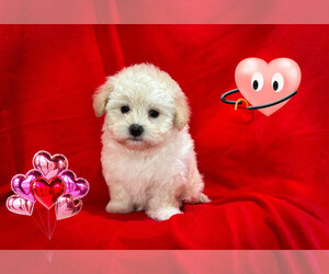 Maltipoo Puppy for sale in SAN FRANCISCO, CA, USA