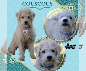 Poodle (Miniature)-Unknown Mix Dogs for adoption in Lindsay, CA, USA