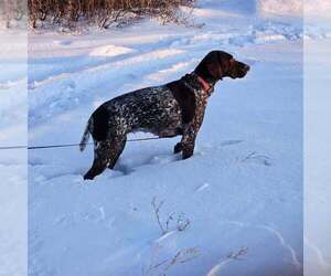 Mother of the German Shorthaired Pointer puppies born on 02/06/2025
