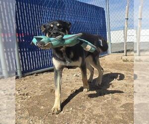 Siberian Husky-Unknown Mix Dogs for adoption in HESPERIA, CA, USA