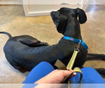 Small #2 Great Dane