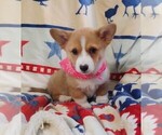 Small #10 Pembroke Welsh Corgi