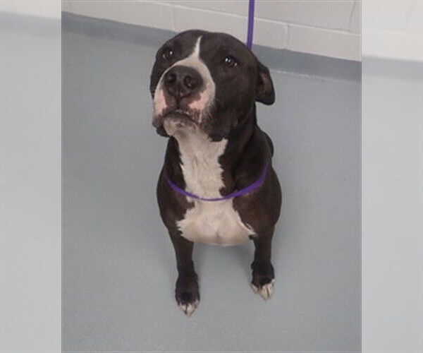 Medium Photo #1 Mutt Puppy For Sale in St. Cloud, FL, USA