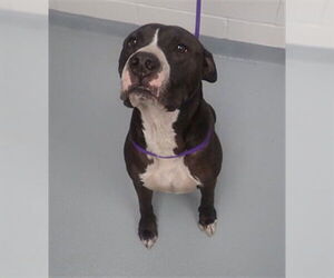 Mutt Dogs for adoption in St. Cloud, FL, USA