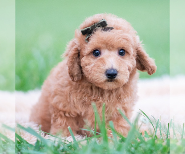 Medium Photo #7 Goldendoodle (Miniature) Puppy For Sale in WARSAW, IN, USA