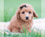 Small Photo #42 Goldendoodle (Miniature) Puppy For Sale in WARSAW, IN, USA