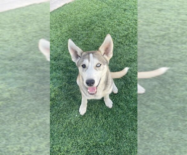 Medium Photo #1 Siberian Husky Puppy For Sale in San Diego, CA, USA