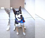 Small #1 Huskies  Mix