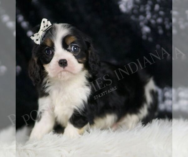 Medium Photo #3 Cavalier King Charles Spaniel Puppy For Sale in WARSAW, IN, USA