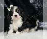 Small #2 Cavalier King Charles Spaniel