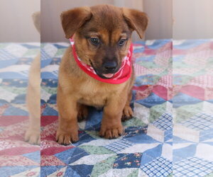 Dachshund Dogs for adoption in Bandera, TX, USA