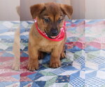 Small Dachshund