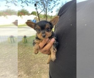 Yorkshire Terrier Puppy for Sale in PHOENIX, Arizona USA