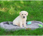 Small #3 Labrador Retriever