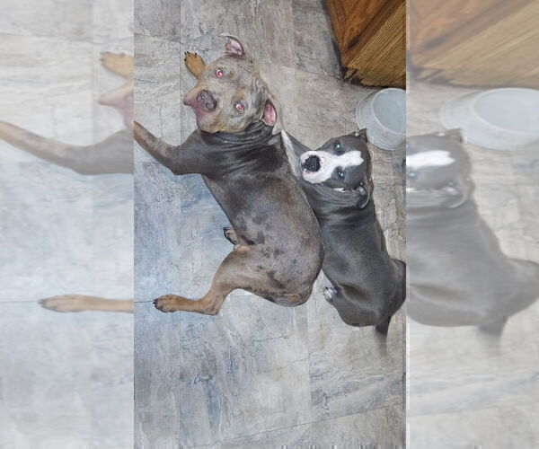 Medium Photo #15 American Bully Puppy For Sale in LAKE STATION, IN, USA