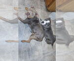 Small #14 American Bully